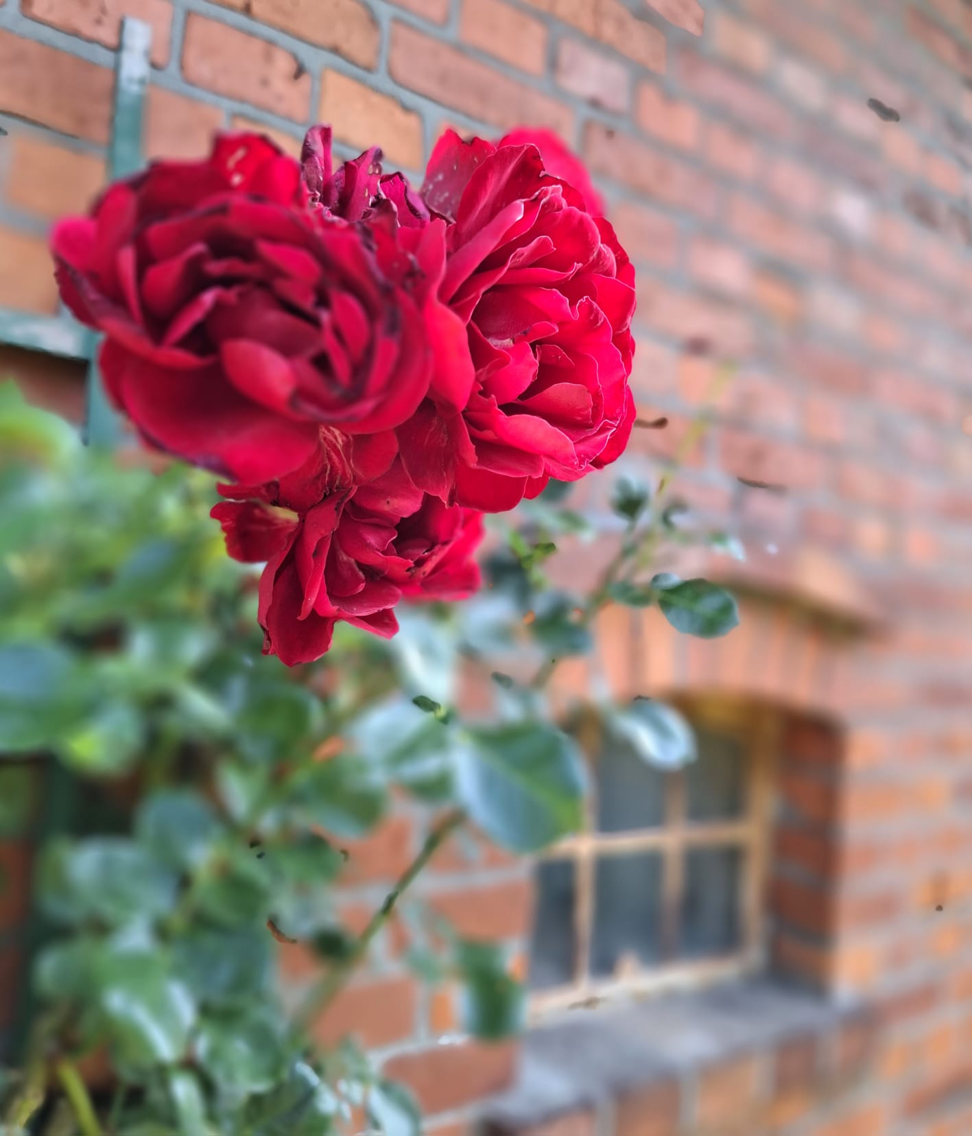 Rose vor einer warmen Backsteinwand am Hof